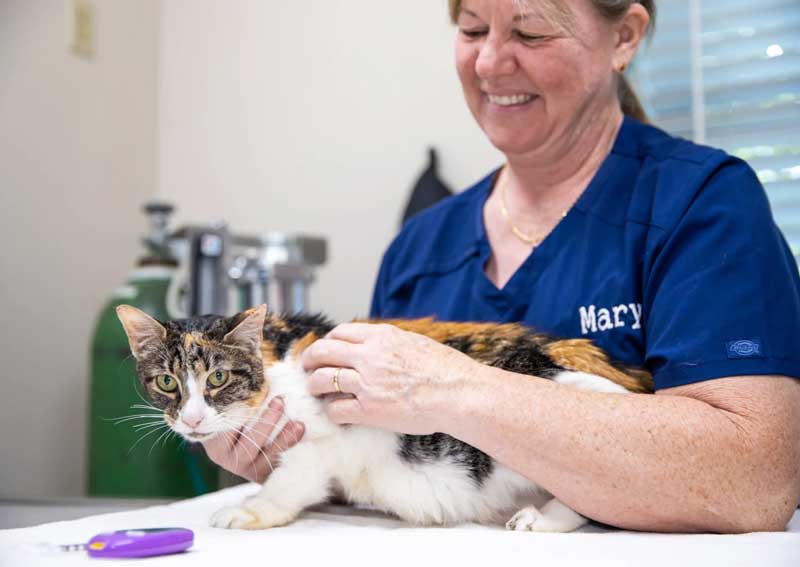 Carousel Slide 5: Cat veterinary care